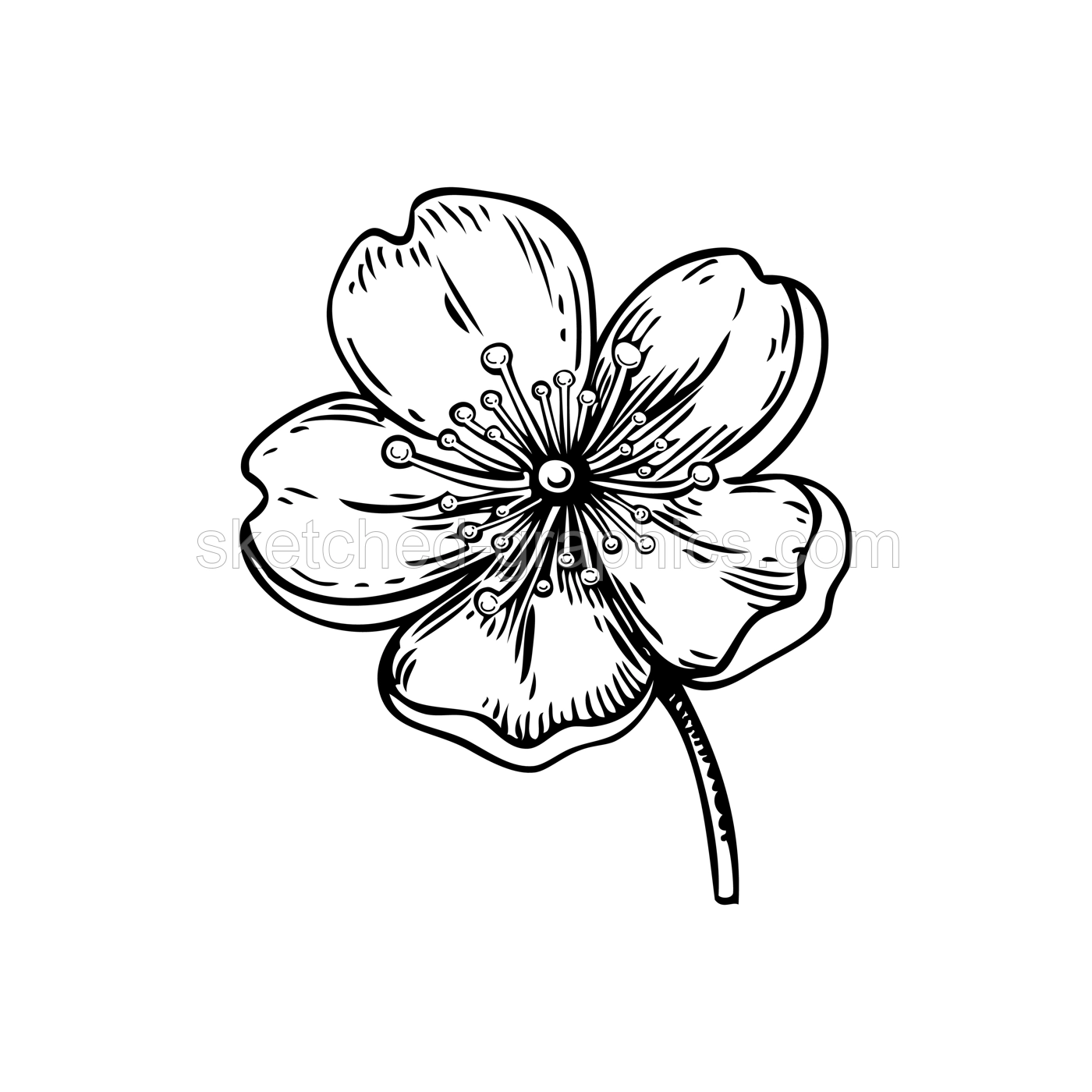 Sakura flower sketch. Cherry blossom vector illustration. Hand-drawn spring design element. NOT AI generated Illustration